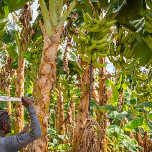 Comprovação de atividade rural