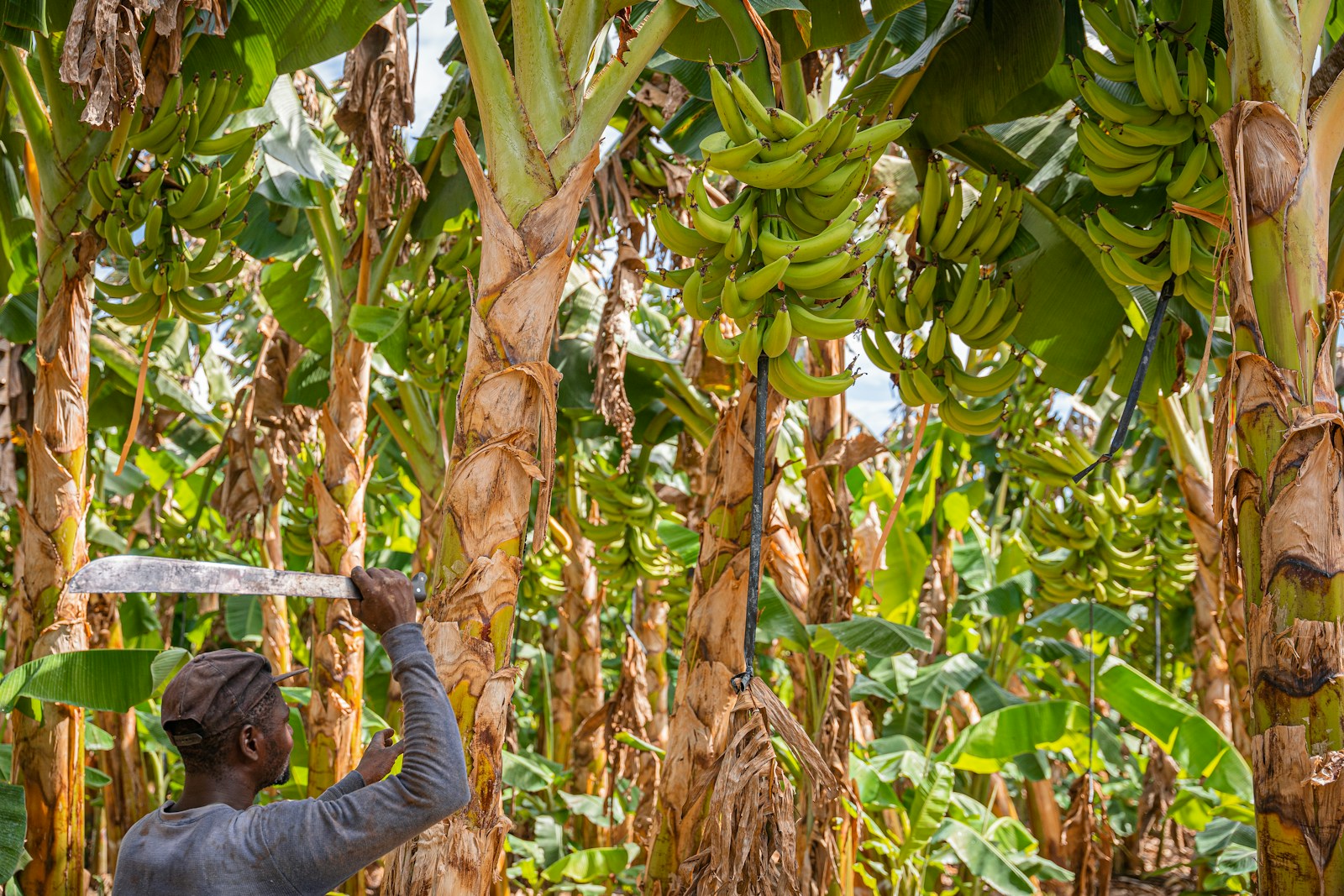 Comprovação de atividade rural